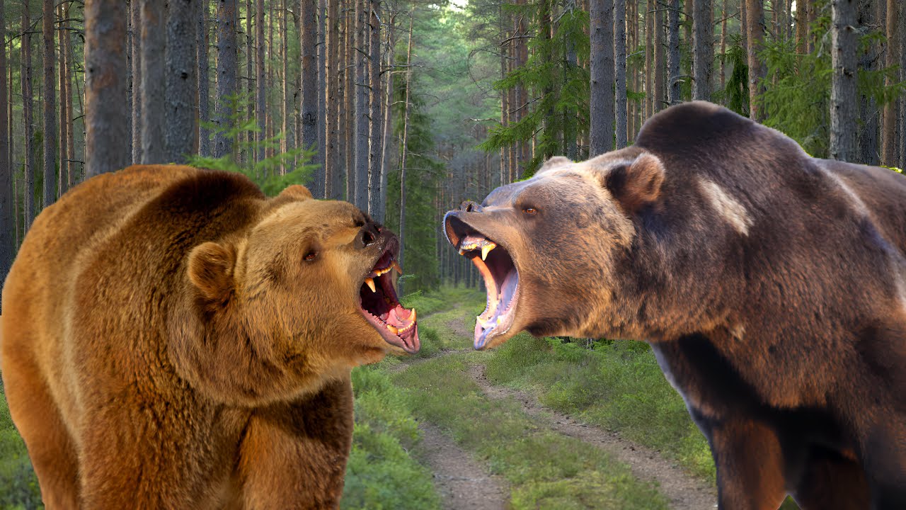 Grizzly bears Vs Brown bears: facts and differences | Wildlife Documentary