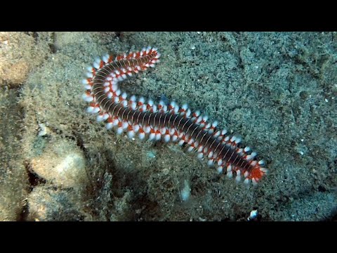 The Bearded Fireworm - Hermodice carunculata - Mediterranean - Do not touch - Deniz Çıyanı
