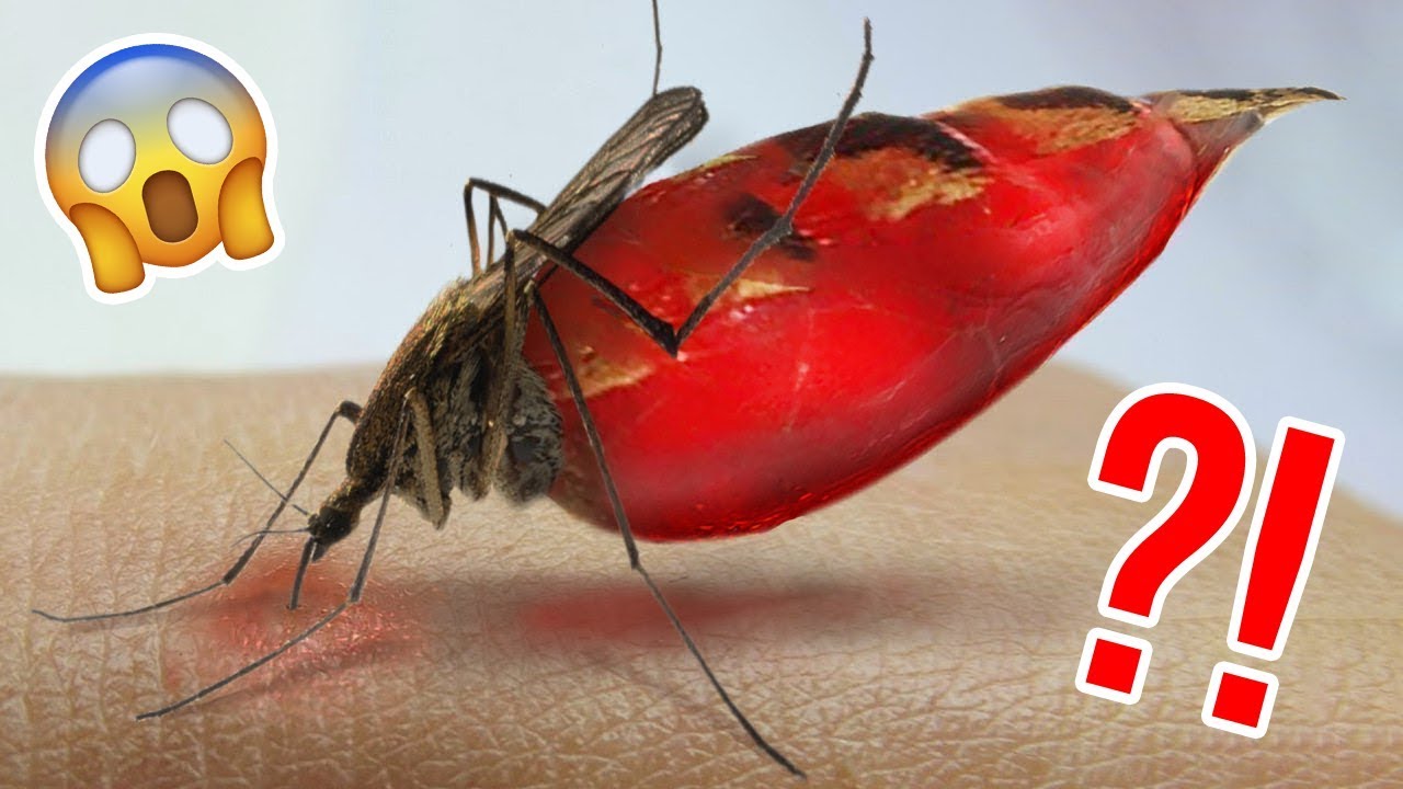 CO SE STANE S VAŠÍM TĚLEM, KDYŽ VÁS ŠTÍPNE KOMÁR?