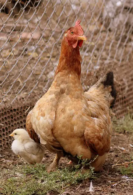 Nekonečná dilema: Čo bolo skôr, vajce alebo sliepka? 4 sliepka kuriatko