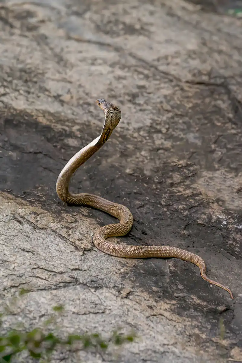 Zaujímavosti o ktorých si ani len netušil #2 Buzz Aldrin a omšové víno na Mesiaci 7 a snake is curled up on a rock omšové víno zaujímavosti