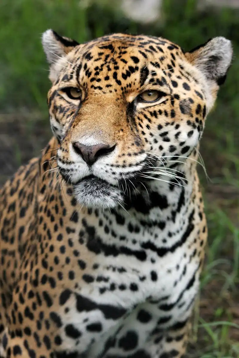 Zaujímavosti o ktorých si ani len netušil #2 Buzz Aldrin a omšové víno na Mesiaci 5 tiger closeup photography omšové víno zaujímavosti